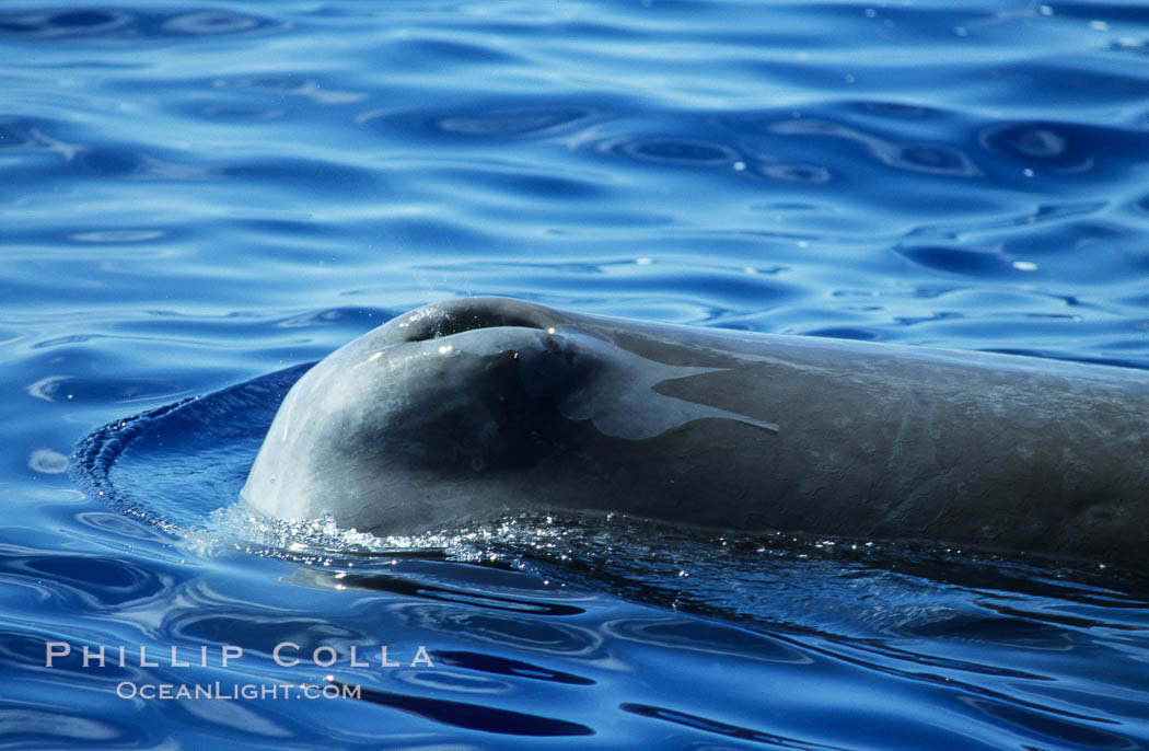 Sperm whale blowhole (left side of head). Sao Miguel Island, Azores, Portugal, Physeter macrocephalus, natural history stock photograph, photo id 02073