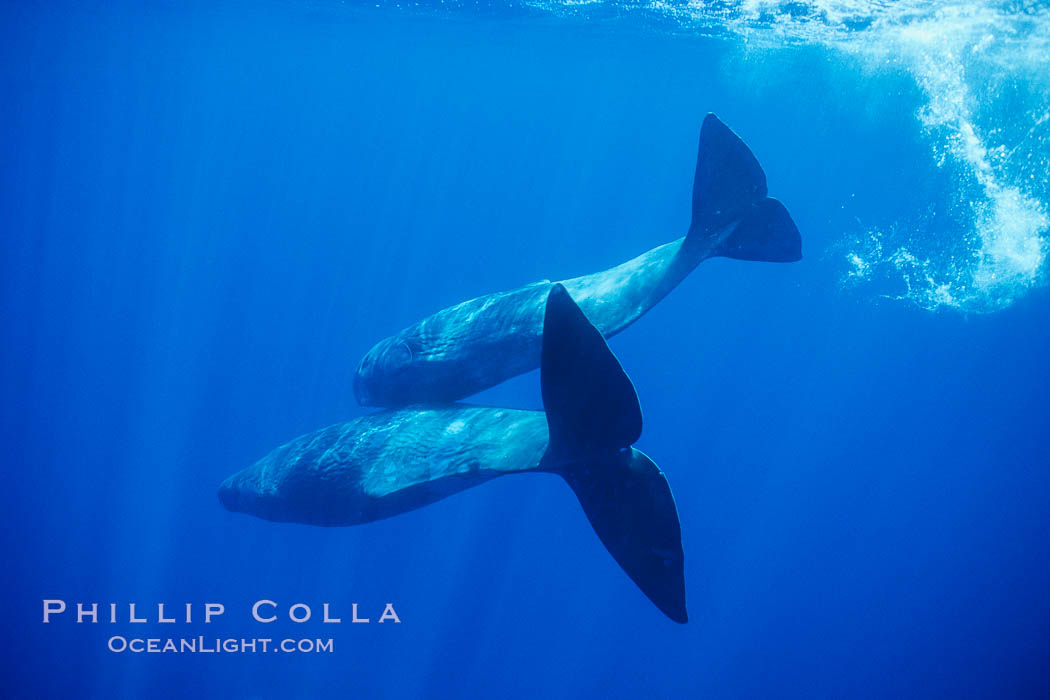 Sperm whales diving. Sao Miguel Island, Azores, Portugal, Physeter macrocephalus, natural history stock photograph, photo id 02077