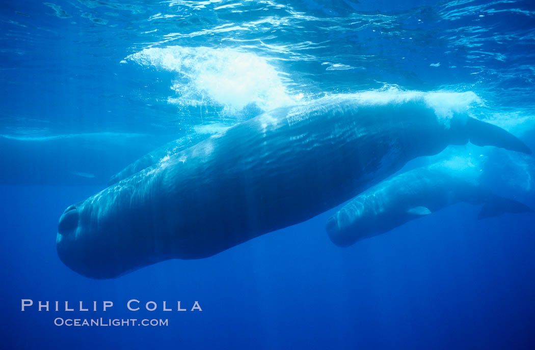 Mature male (bull) sperm whale. Sao Miguel Island, Azores, Portugal, Physeter macrocephalus, natural history stock photograph, photo id 02081