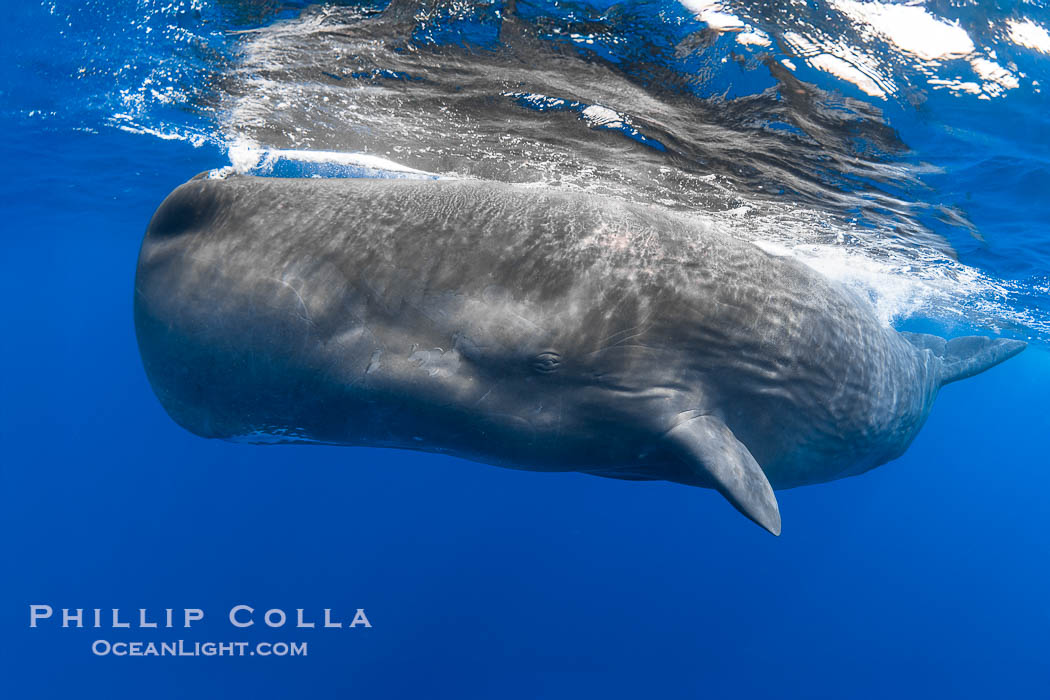 Sperm whale underwater, Physeter macrocephalus. Sperm whales are found year-round in the abyssal trench alongside the island of Dominica since this is where they forage for deep-sea squid., Physeter macrocephalus, natural history stock photograph, photo id 41462
