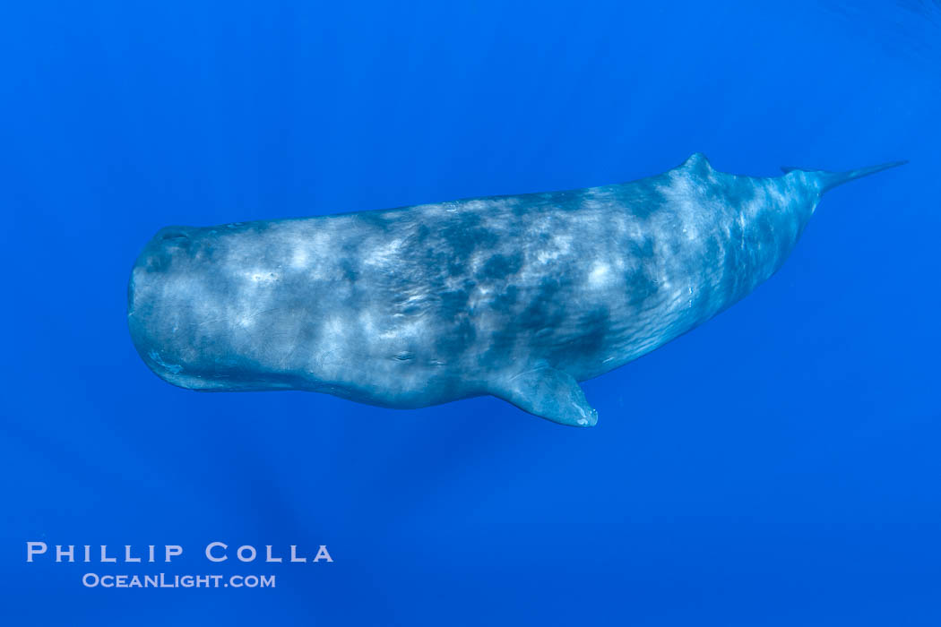 Sperm whale underwater, Physeter macrocephalus. Sperm whales are found year-round in the abyssal trench alongside the island of Dominica since this is where they forage for deep-sea squid., Physeter macrocephalus, natural history stock photograph, photo id 41468