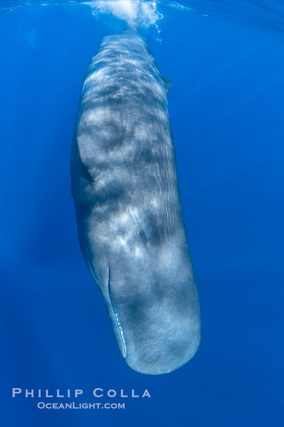 Sperm whale underwater, Physeter macrocephalus. Sperm whales are found year-round in the abyssal trench alongside the island of Dominica since this is where they forage for deep-sea squid., Physeter macrocephalus, natural history stock photograph, photo id 41471
