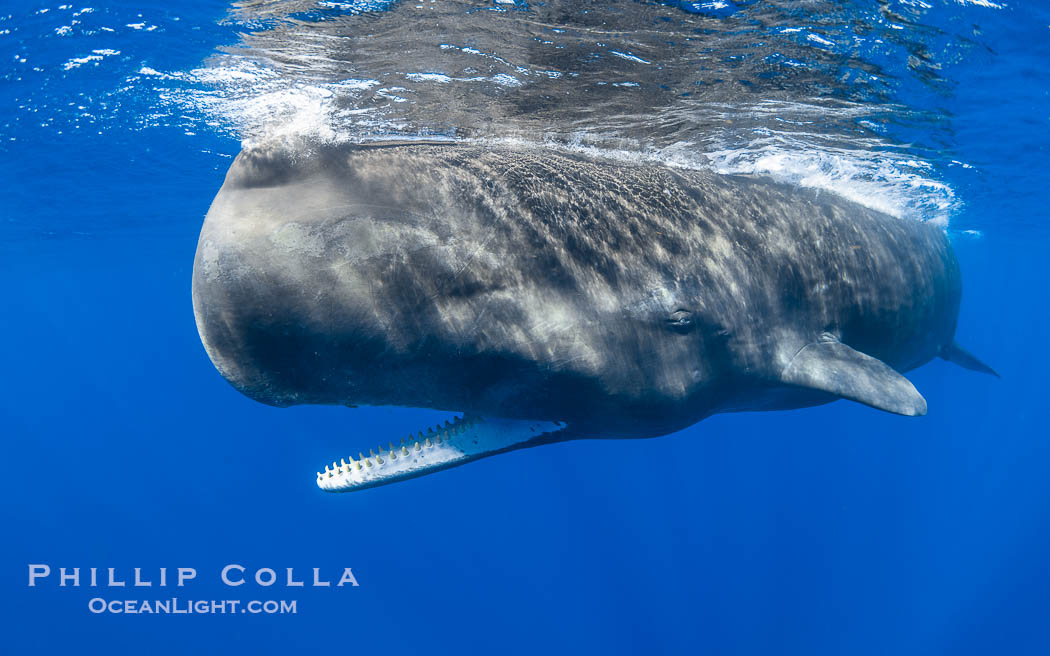 Sperm whale underwater, Physeter macrocephalus. Sperm whales are found year-round in the abyssal trench alongside the island of Dominica since this is where they forage for deep-sea squid., Physeter macrocephalus, natural history stock photograph, photo id 41461