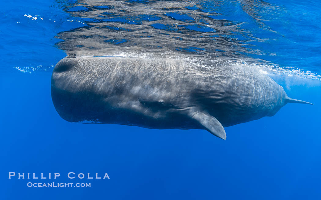 Sperm whale underwater, Physeter macrocephalus. Sperm whales are found year-round in the abyssal trench alongside the island of Dominica since this is where they forage for deep-sea squid., Physeter macrocephalus, natural history stock photograph, photo id 41465