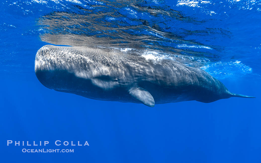 Sperm whale underwater, Physeter macrocephalus. Sperm whales are found year-round in the abyssal trench alongside the island of Dominica since this is where they forage for deep-sea squid., Physeter macrocephalus, natural history stock photograph, photo id 41469