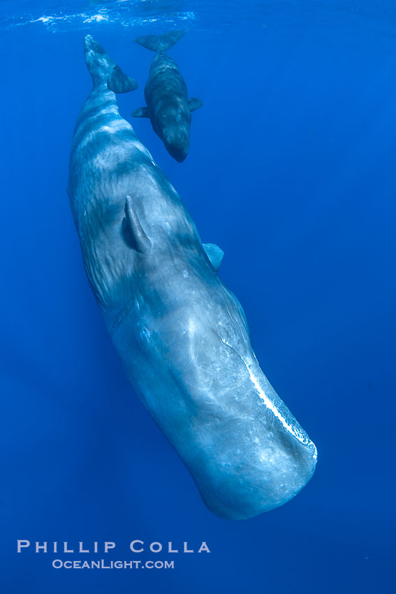 Sperm whales underwater, Physeter macrocephalus., Physeter macrocephalus, natural history stock photograph, photo id 41464