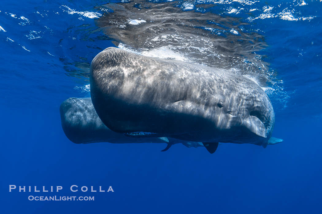 Sperm whales underwater, Physeter macrocephalus., Physeter macrocephalus, natural history stock photograph, photo id 41472