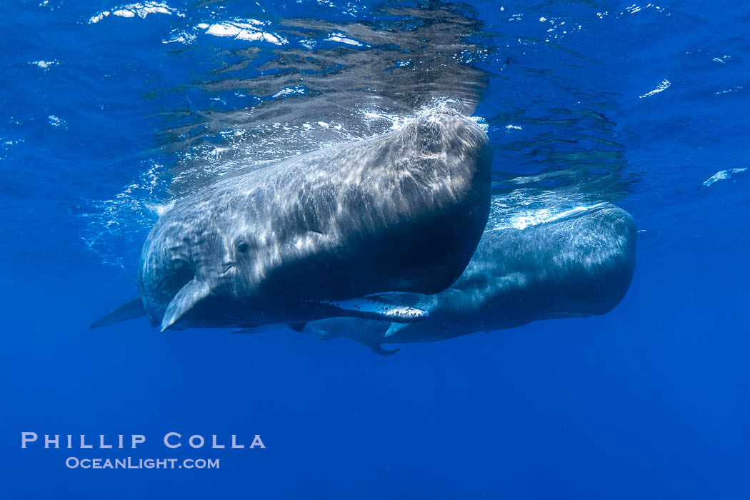 Sperm whales underwater, Physeter macrocephalus., Physeter macrocephalus, natural history stock photograph, photo id 41463