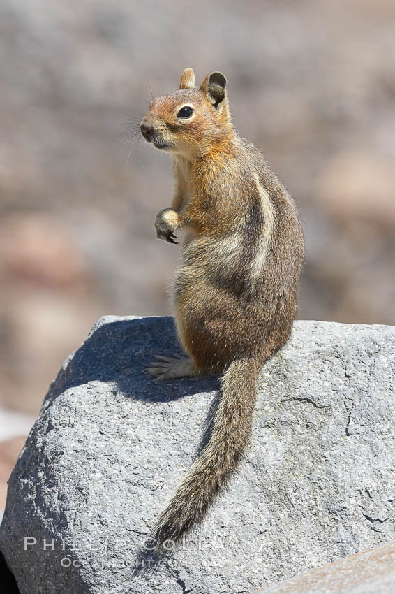 Unidentified squirrel, Panorama Point, Paradise Park. Mount Rainier National Park, Washington, USA, Spermophilus saturatus, natural history stock photograph, photo id 13918