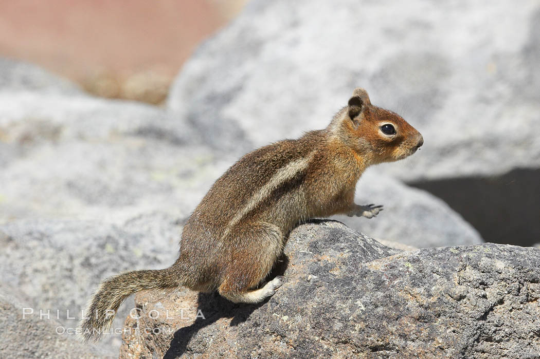 Unidentified squirrel, Panorama Point, Paradise Park. Mount Rainier National Park, Washington, USA, Spermophilus saturatus, natural history stock photograph, photo id 13922