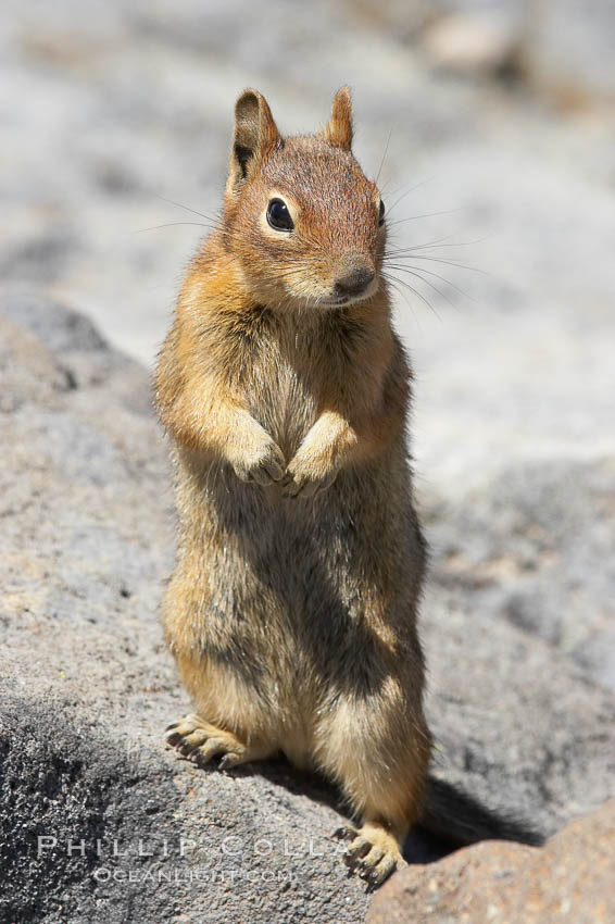 Unidentified squirrel, Panorama Point, Paradise Park. Mount Rainier National Park, Washington, USA, Spermophilus saturatus, natural history stock photograph, photo id 13920