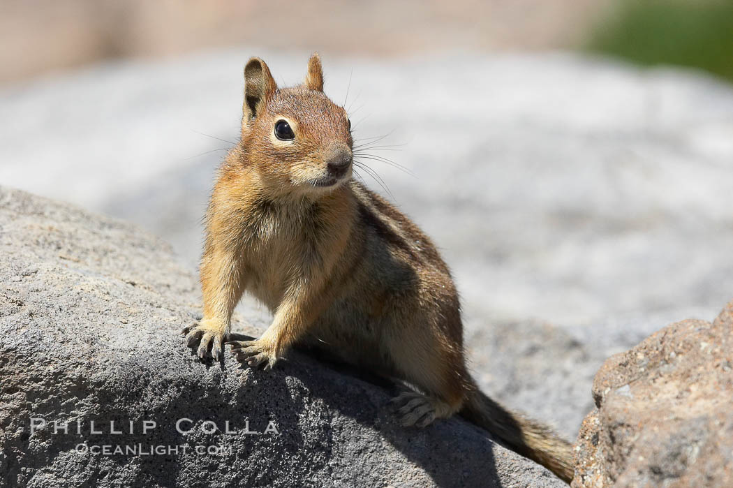 Unidentified squirrel, Panorama Point, Paradise Park. Mount Rainier National Park, Washington, USA, Spermophilus saturatus, natural history stock photograph, photo id 13924