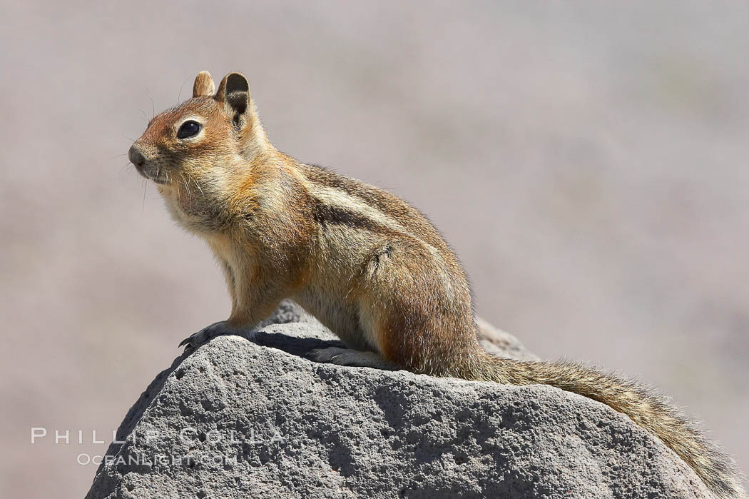 Unidentified squirrel, Panorama Point, Paradise Park. Mount Rainier National Park, Washington, USA, Spermophilus saturatus, natural history stock photograph, photo id 13919