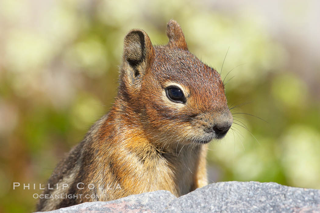 Unidentified squirrel, Panorama Point, Paradise Park. Mount Rainier National Park, Washington, USA, Spermophilus saturatus, natural history stock photograph, photo id 13921