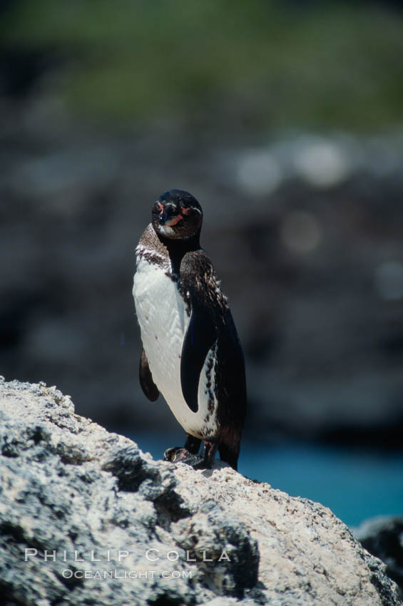 Galapagos penguin, Punta Espinosa. Fernandina Island, Galapagos Islands, Ecuador, Spheniscus mendiculus, natural history stock photograph, photo id 01766