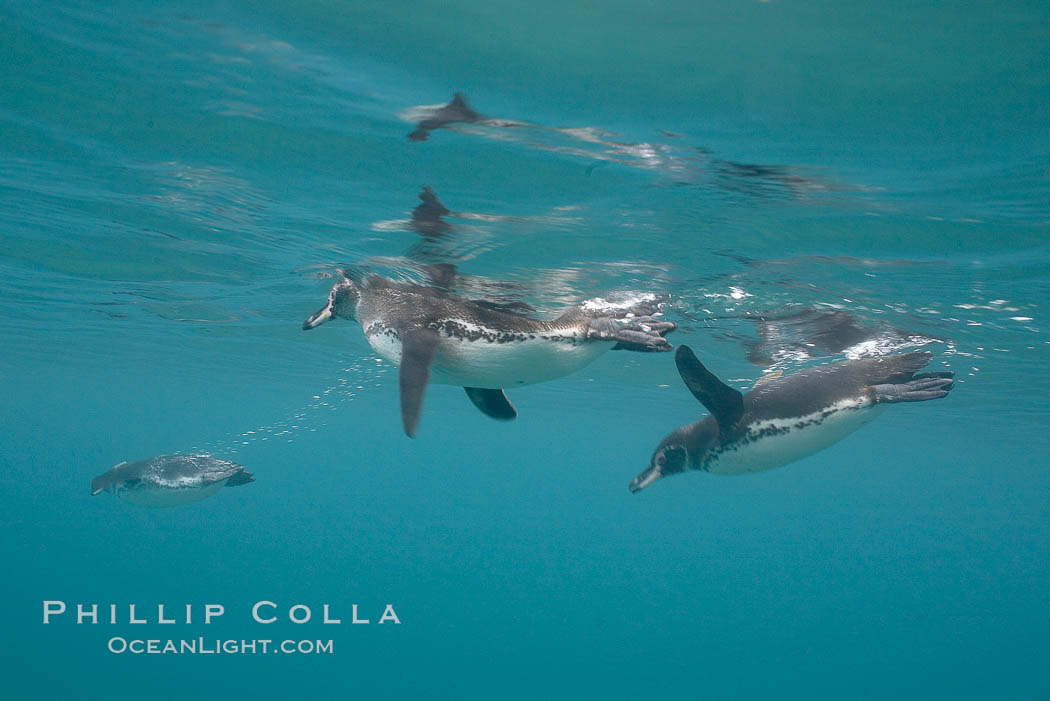 Galapagos penguin, underwater, swimming.  Bartolome Island. Galapagos Islands, Ecuador, Spheniscus mendiculus, natural history stock photograph, photo id 16235