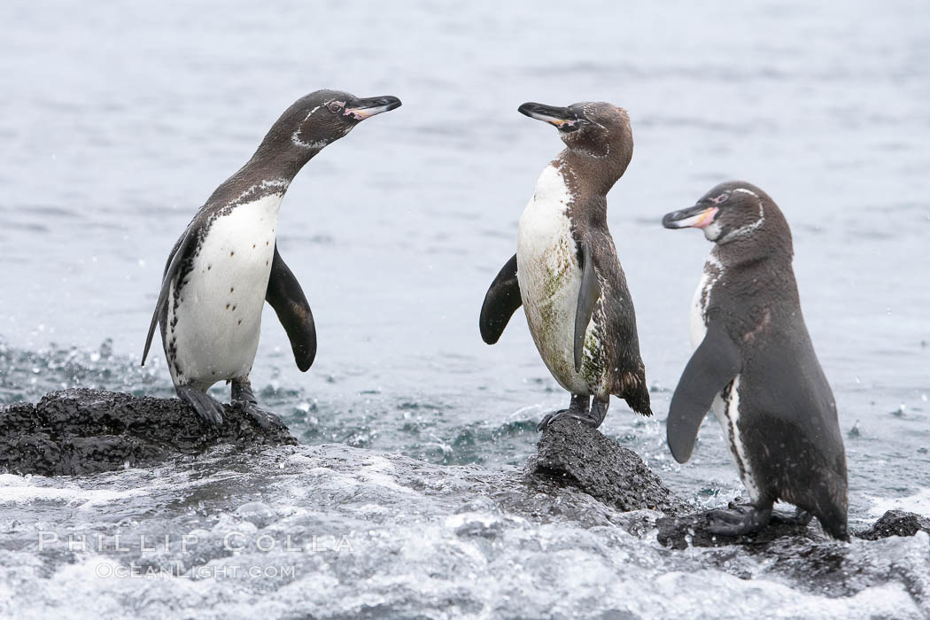 Galapagos penguins. Bartolome Island, Galapagos Islands, Ecuador, Spheniscus mendiculus, natural history stock photograph, photo id 16517