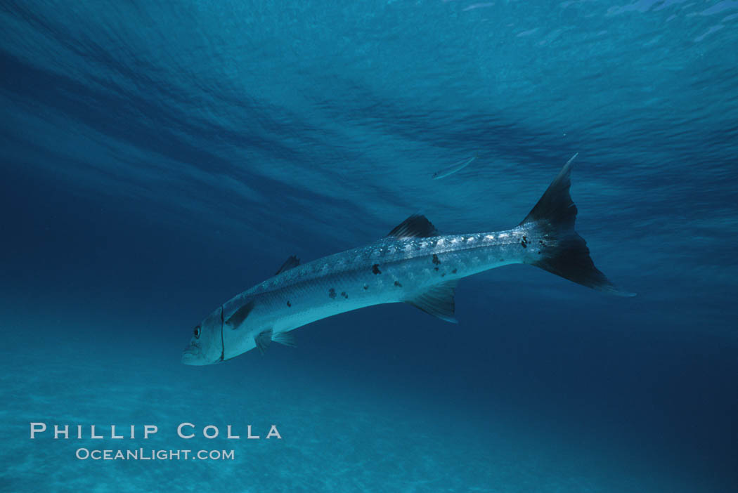 Great barracuda. Bahamas, Sphyraena barracuda, natural history stock photograph, photo id 05214