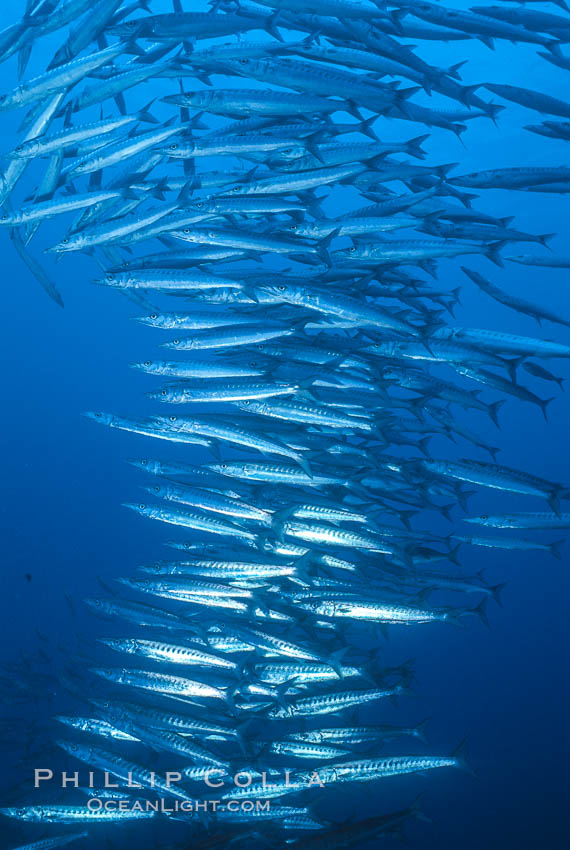 Barracuda. Roca Redonda, Galapagos Islands, Ecuador, Sphyraena idiastes, natural history stock photograph, photo id 02732