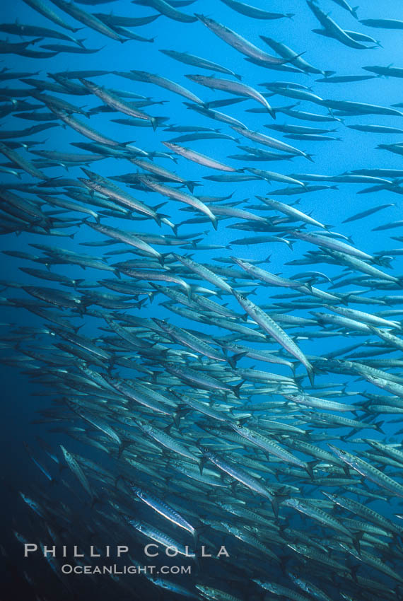 Barracuda. Cousins, Galapagos Islands, Ecuador, Sphyraena idiastes, natural history stock photograph, photo id 01847