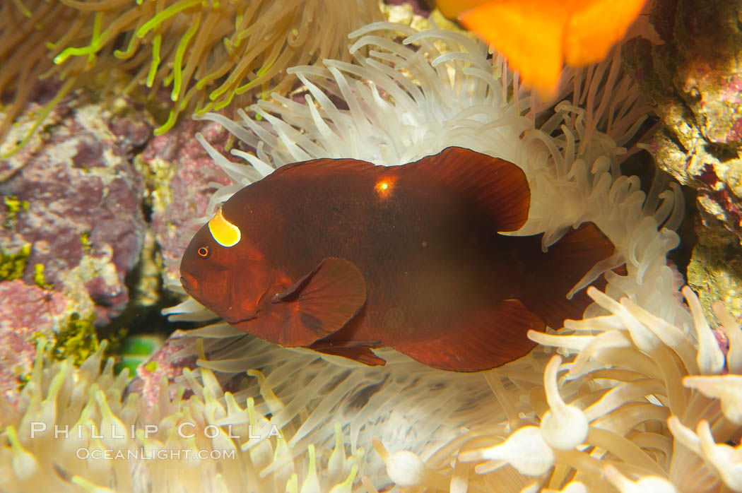 Spinecheek clownfish (maroon clownfish)., Premnas biaculeatus, natural history stock photograph, photo id 12960