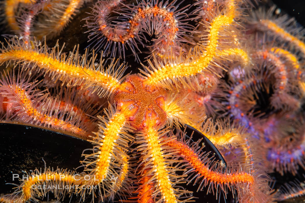 Spiny brittle stars (starfish) detail., Ophiothrix spiculata, natural history stock photograph, photo id 35074