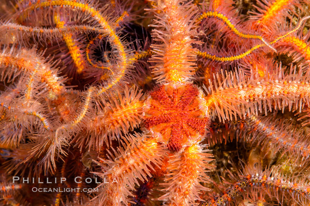 Spiny brittle stars (starfish) detail., Ophiothrix spiculata, natural history stock photograph, photo id 35077