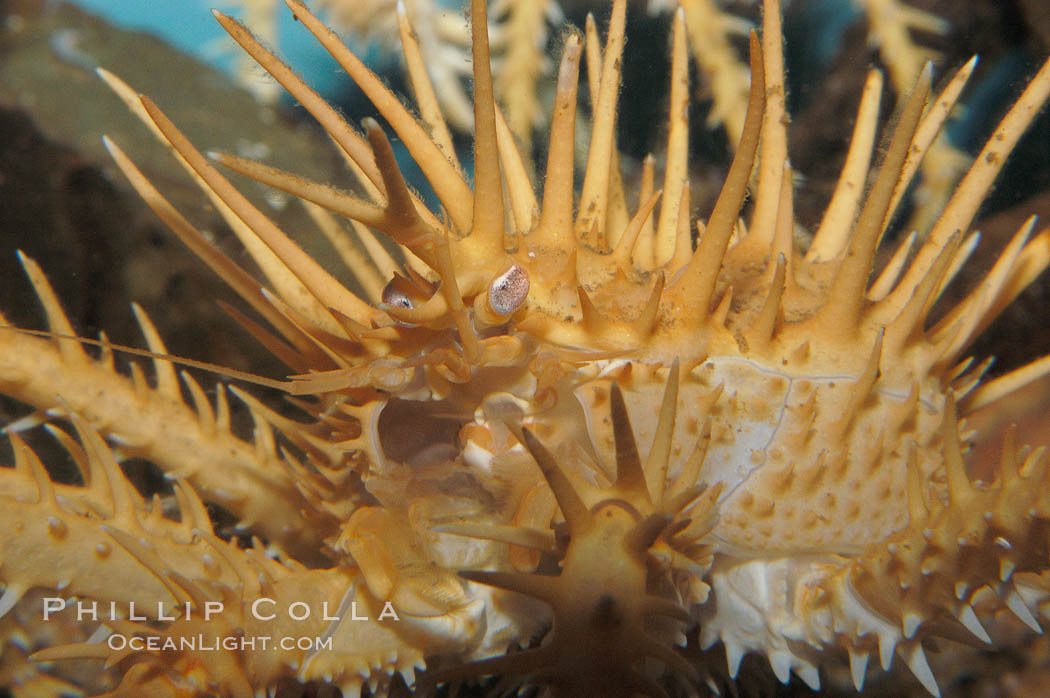 Spiny king crab., Paralithodes californiensis, natural history stock photograph, photo id 09000