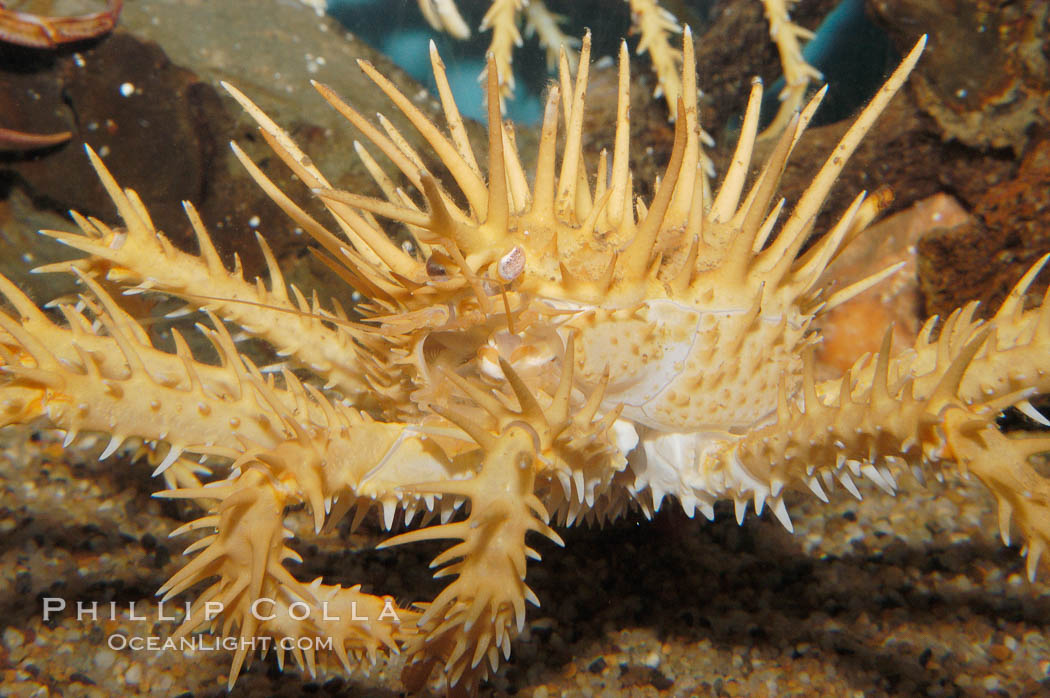 Spiny king crab., Paralithodes californiensis, natural history stock photograph, photo id 08999