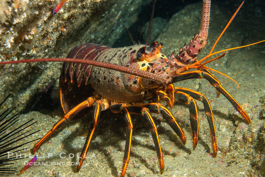 Spiny lobster, Panulirus interruptus, Catalina Island. California, USA, Panulirus interruptus, natural history stock photograph, photo id 40526