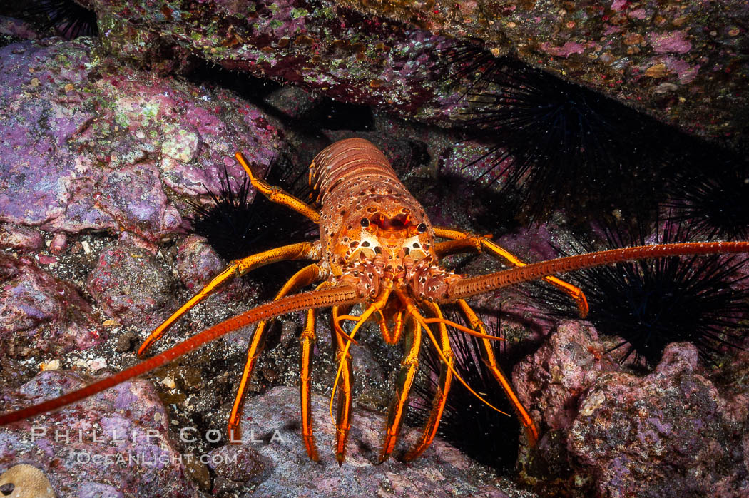 Spiny lobster in rocky crevice. Guadalupe Island (Isla Guadalupe), Baja California, Mexico, Panulirus interruptus, natural history stock photograph, photo id 09562