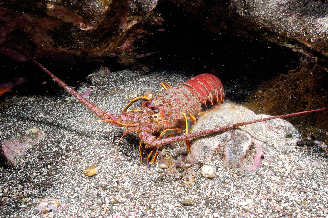 Spiny lobster in rocky crevice. Guadalupe Island (Isla Guadalupe), Baja California, Mexico, Panulirus interruptus, natural history stock photograph, photo id 09566