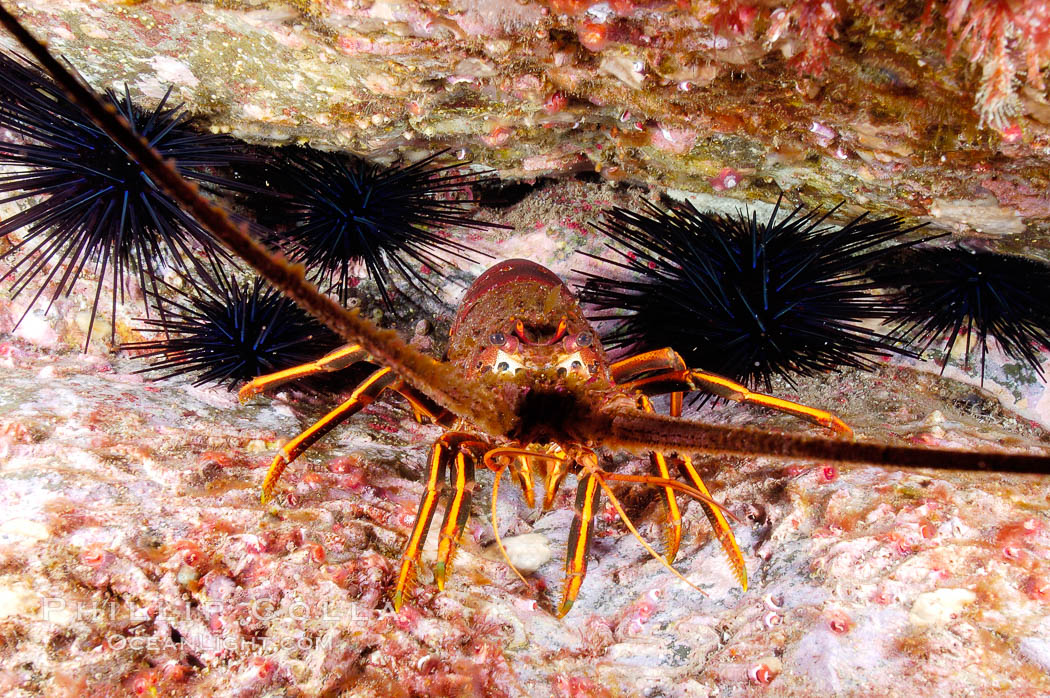Spiny lobster in rocky crevice. Guadalupe Island (Isla Guadalupe), Baja California, Mexico, Panulirus interruptus, natural history stock photograph, photo id 09564
