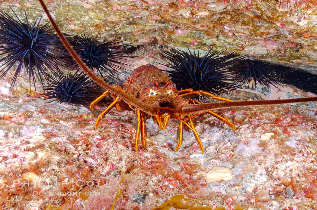 Spiny lobster in rocky crevice. Guadalupe Island (Isla Guadalupe), Baja California, Mexico, Panulirus interruptus, natural history stock photograph, photo id 09563