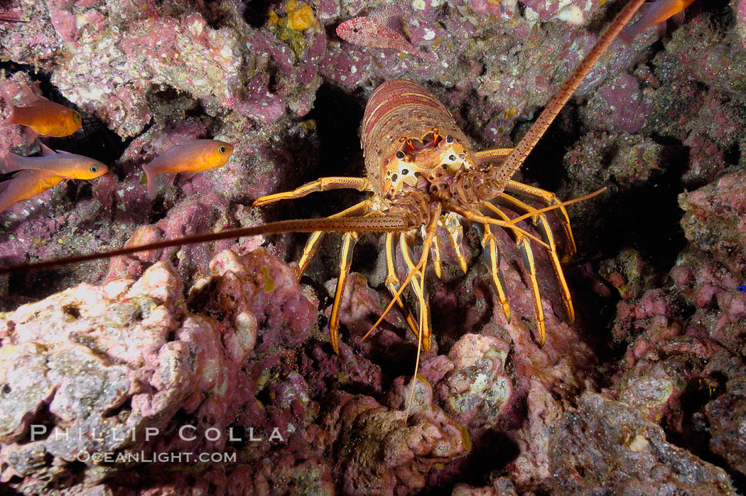 Spiny lobster in rocky crevice. Guadalupe Island (Isla Guadalupe), Baja California, Mexico, Panulirus interruptus, natural history stock photograph, photo id 09567