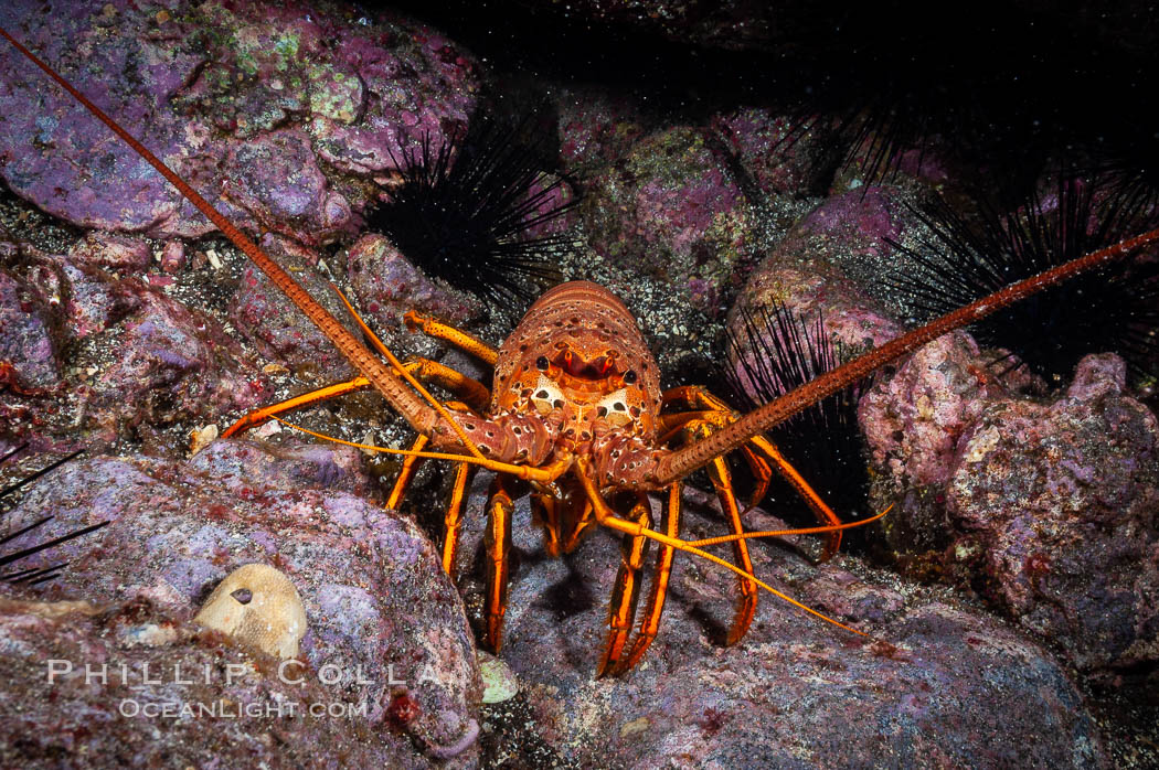 Spiny lobster in rocky crevice. Guadalupe Island (Isla Guadalupe), Baja California, Mexico, Panulirus interruptus, natural history stock photograph, photo id 09561