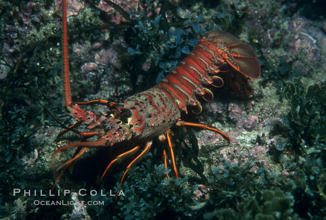 Spiny lobster. Catalina Island, California, USA, Panulirus interruptus, natural history stock photograph, photo id 01032