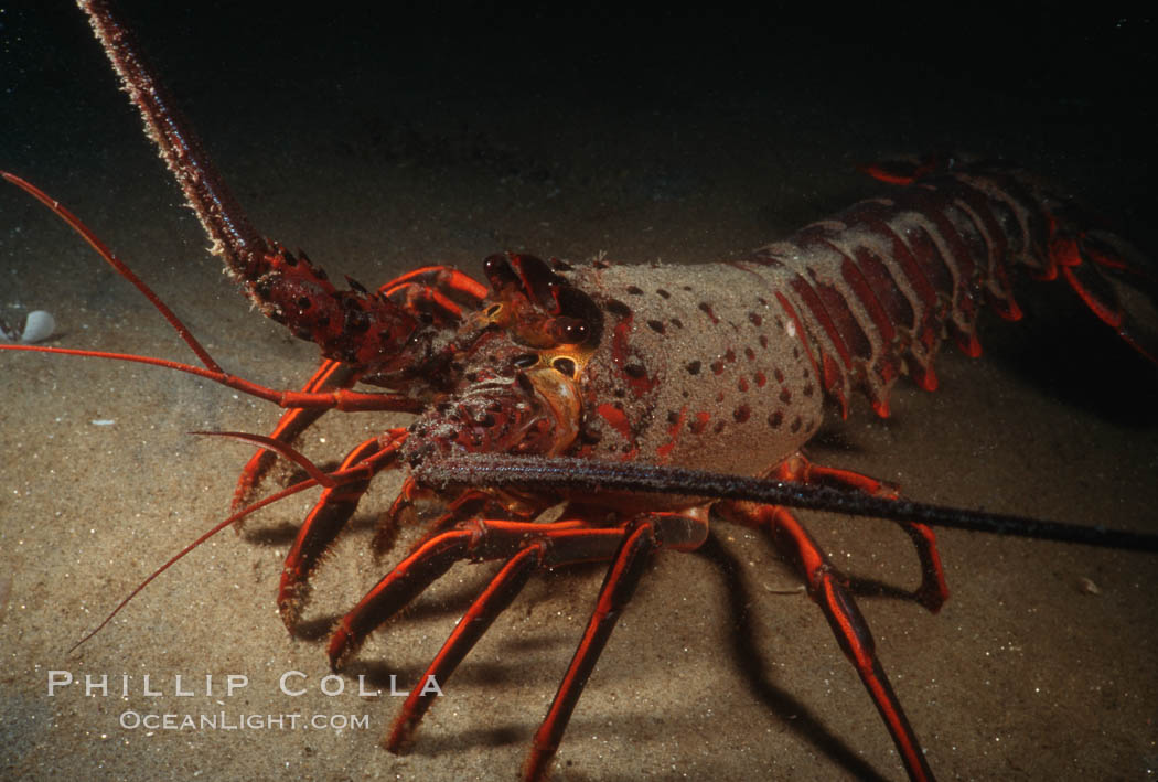 Spiny lobster. San Clemente Island, California, USA, Panulirus interruptus, natural history stock photograph, photo id 05376