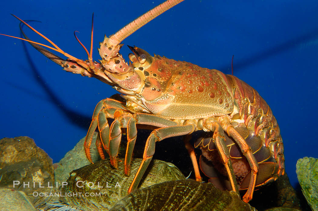 Spiny lobster. California, USA, Panulirus interruptus, natural history stock photograph, photo id 09432