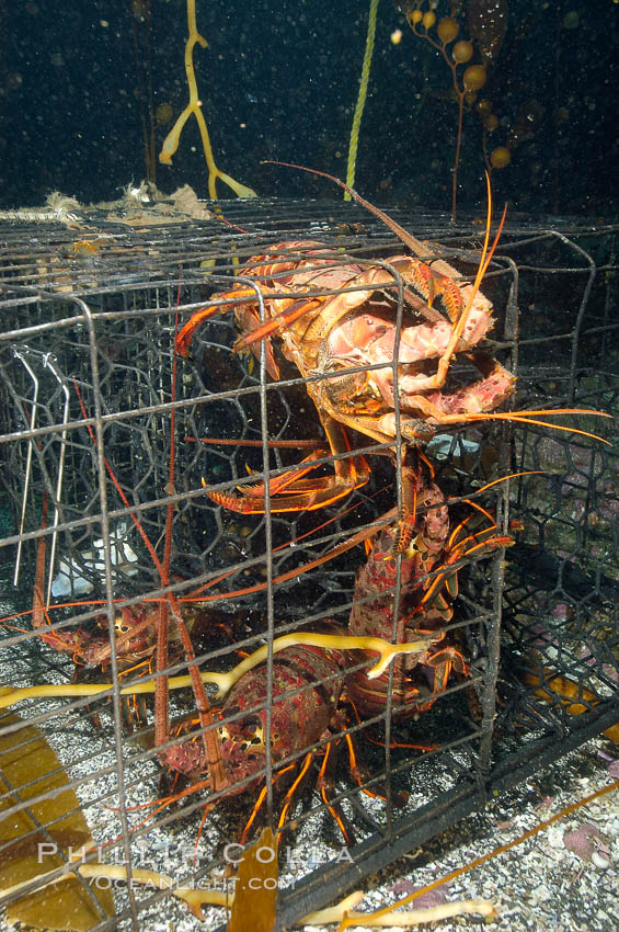 California spiny lobsters are caught in a fishermans wire trap cage on the oceans bottom.  Santa Barbara Islands. USA, Panulirus interruptus, natural history stock photograph, photo id 10139
