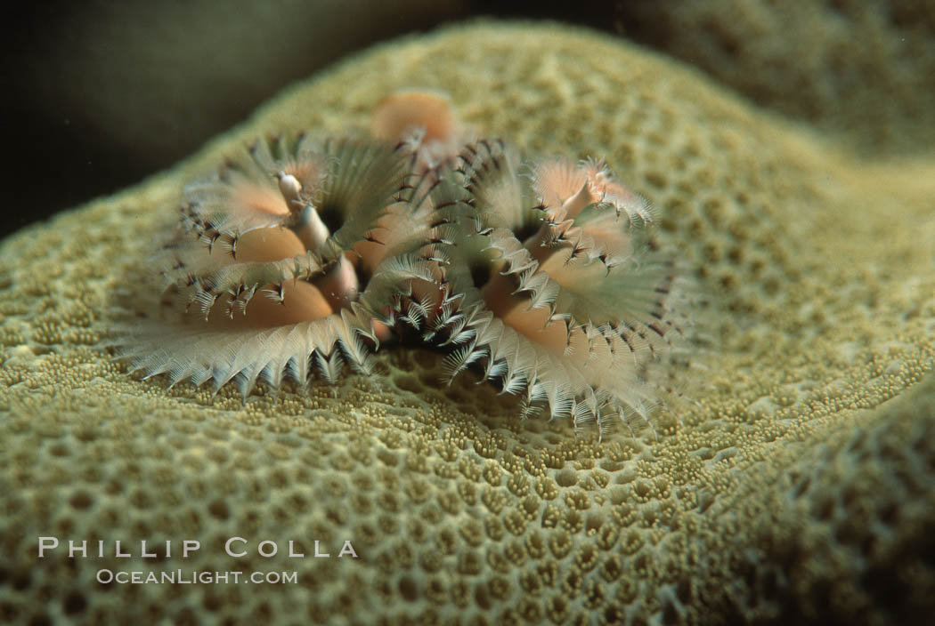 Christmas tree worm (annelid). Roatan, Honduras, Spirobranchus, natural history stock photograph, photo id 05348