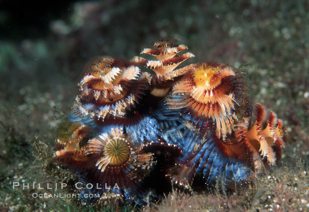 Christmas tree worm (annelid). Punte Vicente Roca, Galapagos Islands, Ecuador, Spirobranchus, natural history stock photograph, photo id 05351