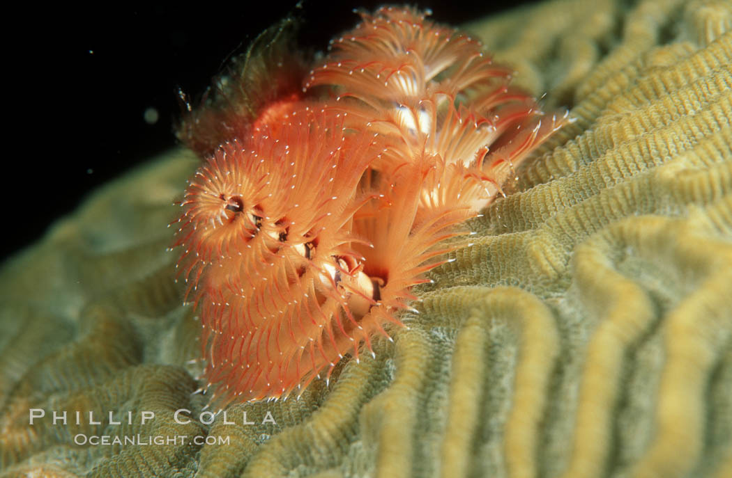 Christmas tree worm (annelid). Roatan, Honduras, Spirobranchus, natural history stock photograph, photo id 05371