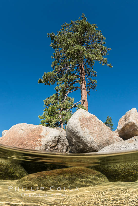 Split view of Trees and Underwater Boulders, Lake Tahoe, Nevada. USA, natural history stock photograph, photo id 32332