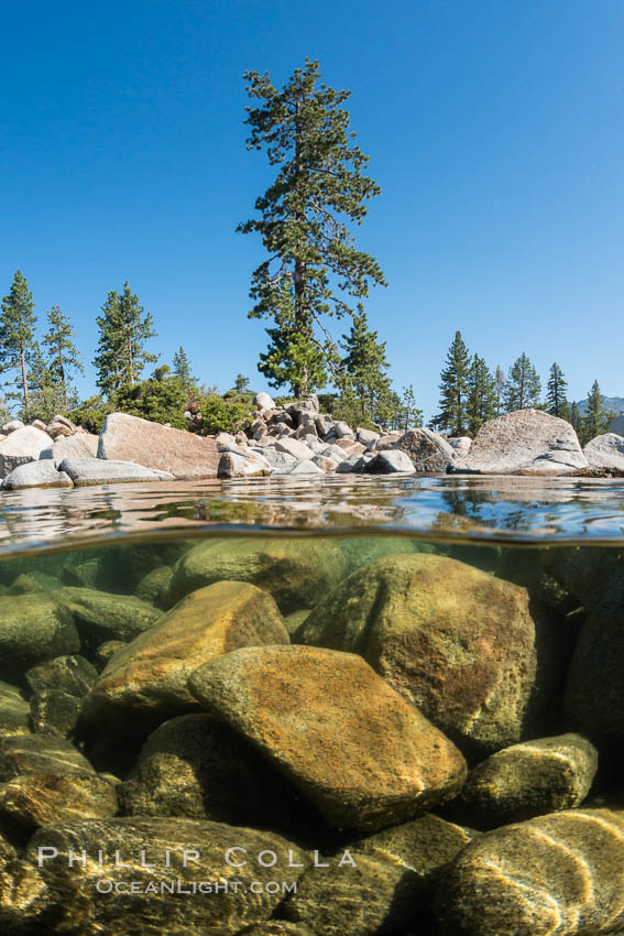 Split view of Trees and Underwater Boulders, Lake Tahoe, Nevada. USA, natural history stock photograph, photo id 32340