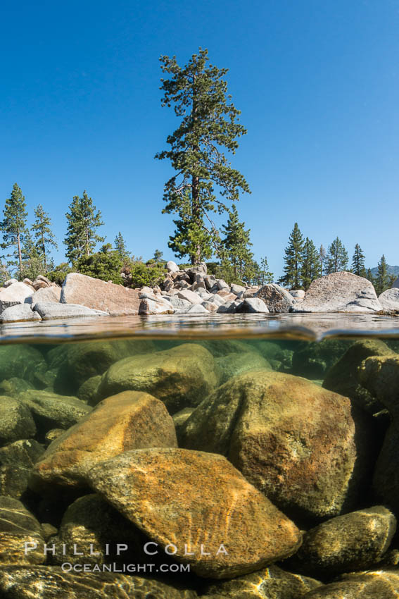 Image 32341, Split view of Trees and Underwater Boulders, Lake Tahoe, Nevada. USA, Phillip Colla, all rights reserved worldwide. Keywords: california, lake, lake tahoe, nevada, sierra nevada, tahoe, underwater.