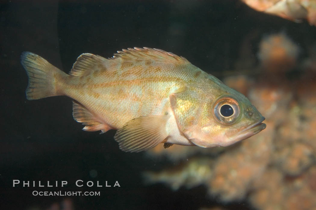 Splitnosed rockfish., Sebastes diploproa, natural history stock photograph, photo id 07892