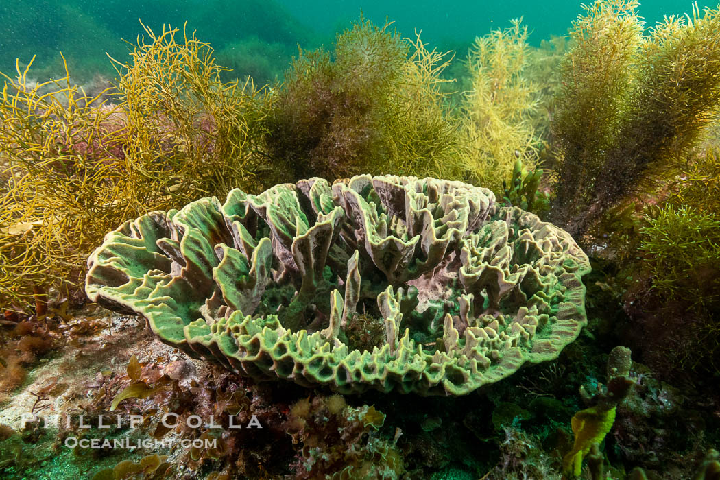 Sponge and Marine Algae, Kangaroo Island, South Australia., natural history stock photograph, photo id 39295