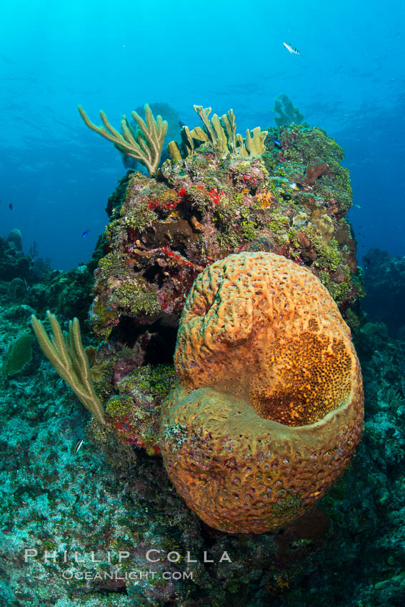 Sponges on Caribbean coral reef, Grand Cayman Island. Cayman Islands, natural history stock photograph, photo id 32046