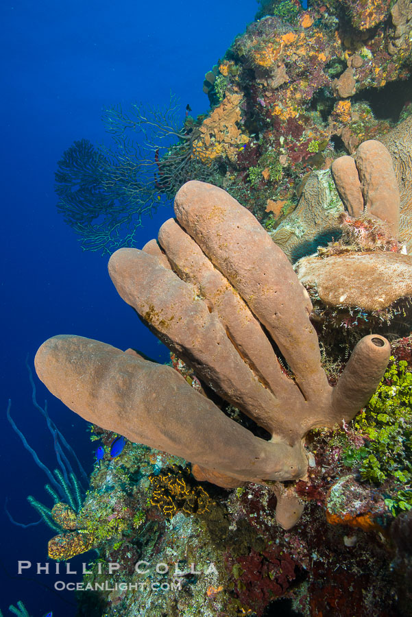Sponges on Caribbean coral reef, Grand Cayman Island., natural history stock photograph, photo id 32110